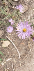 Symphyotrichum campestre