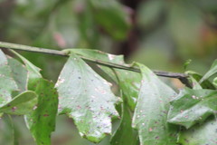 Baccharis glomeruliflora image