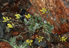 Physaria occidentalis occidentalis