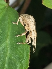 Dermatoxenus caesicollis