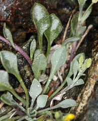 Physaria occidentalis occidentalis