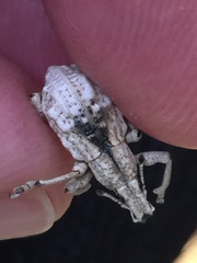 Dermatoxenus caesicollis