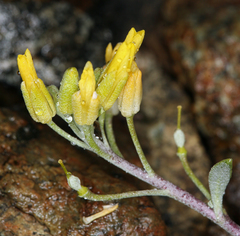 Physaria occidentalis occidentalis