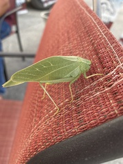 Microcentrum rhombifolium