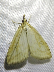Udea lutealis