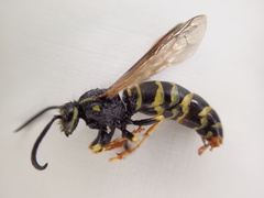Vespula acadica