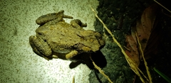 Bufo stejnegeri