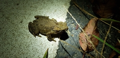 Bufo stejnegeri