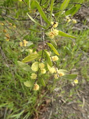 Acacia rostriformis
