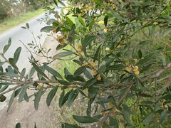 Acacia rostriformis