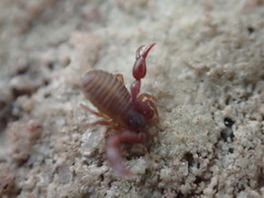 Wyochernes asiaticus