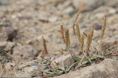 Plantago maritima juncoides