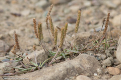 Plantago maritima juncoides