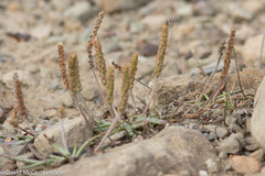 Plantago maritima juncoides