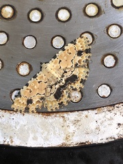 Sandava scitisignata