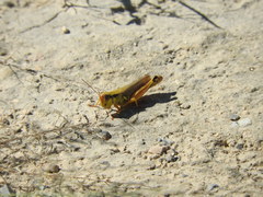 Phoetaliotes nebrascensis