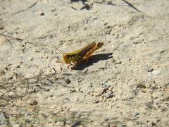 Phoetaliotes nebrascensis