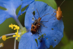 Neolema dorsalis orbignyi