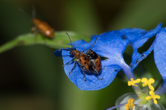 Neolema dorsalis orbignyi