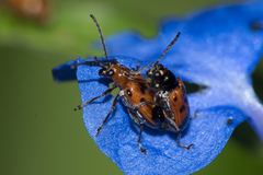 Neolema dorsalis orbignyi