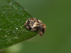 Curculionidae