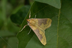Polygrammodes ponderalis
