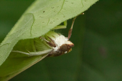 Polygrammodes ponderalis