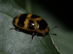 Mycotretus marginicollis