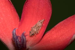 Cicadellidae