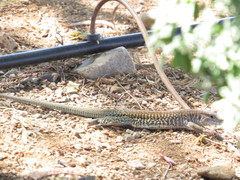 Aspidoscelis stictogrammus