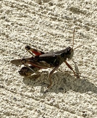 Melanoplus sanguinipes