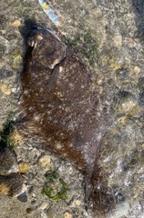 Lepidopsetta bilineata