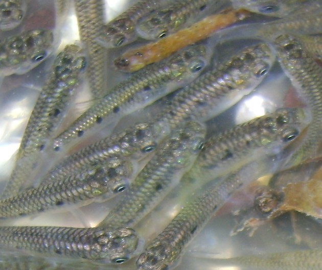 Porthole Livebearer