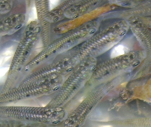 Porthole Livebearer