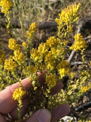 Solidago petiolaris