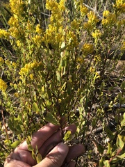Solidago petiolaris