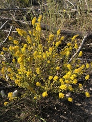 Solidago petiolaris