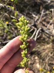 Solidago petiolaris