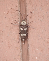 Megacyllene antennata
