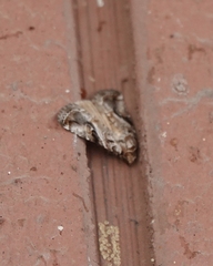 Diastema cnossia