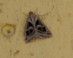 Callistege intercalaris