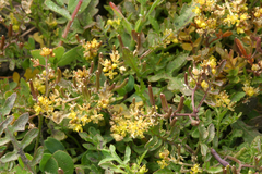 Rorippa curvisiliqua