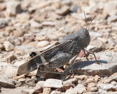 Leprus
