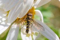 Allograpta hortensis