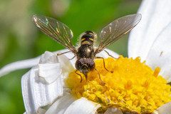 Allograpta hortensis