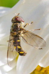 Allograpta hortensis
