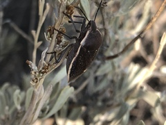 Chlorochroa