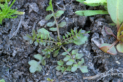 Rorippa curvisiliqua