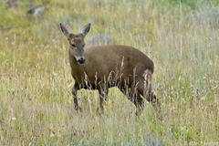 Hippocamelus bisulcus