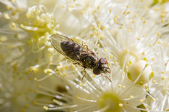 Platycheirus punctulatum